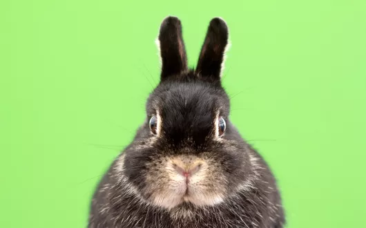 czarny królik na zielonym tle