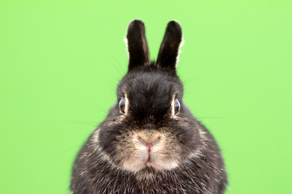 czarny królik na zielonym tle