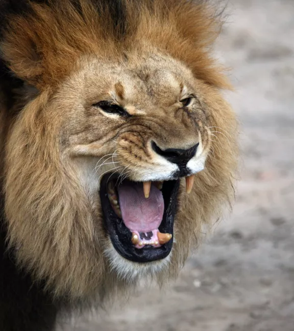 ryczący lew